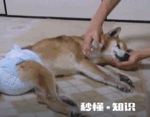 如果你的宠物马上要去世了，你觉得它们会对你表达些什么