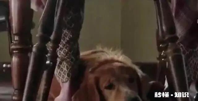 如果你的宠物马上要去世了，你觉得它们会对你表达些什么