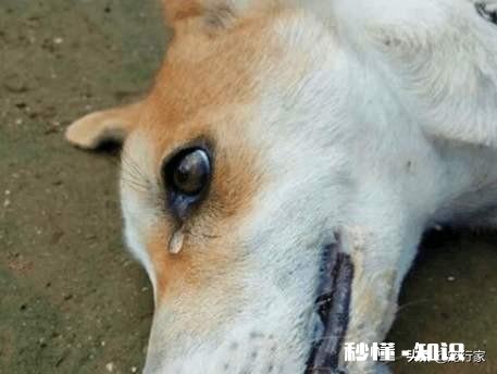 如果你的宠物马上要去世了，你觉得它们会对你表达些什么