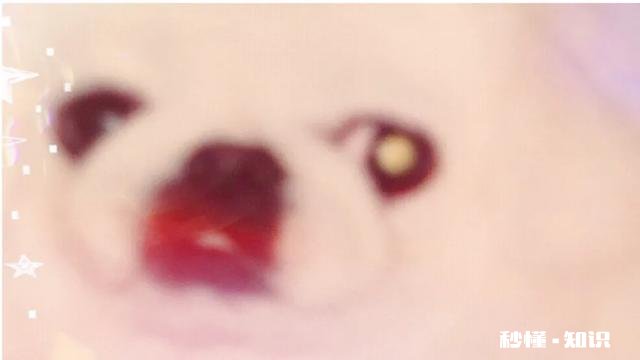 如果你的宠物马上要去世了，你觉得它们会对你表达些什么