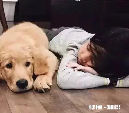 如果你的宠物马上要去世了，你觉得它们会对你表达些什么