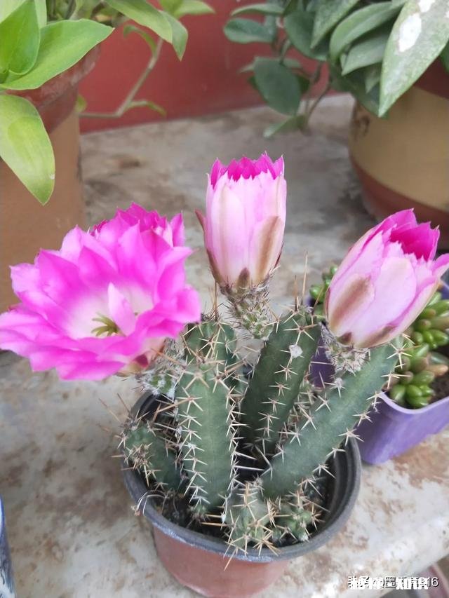 欧律诺墨的哪些品质值得我们学习