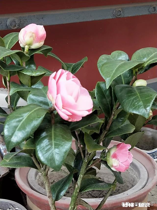 欧律诺墨的哪些品质值得我们学习