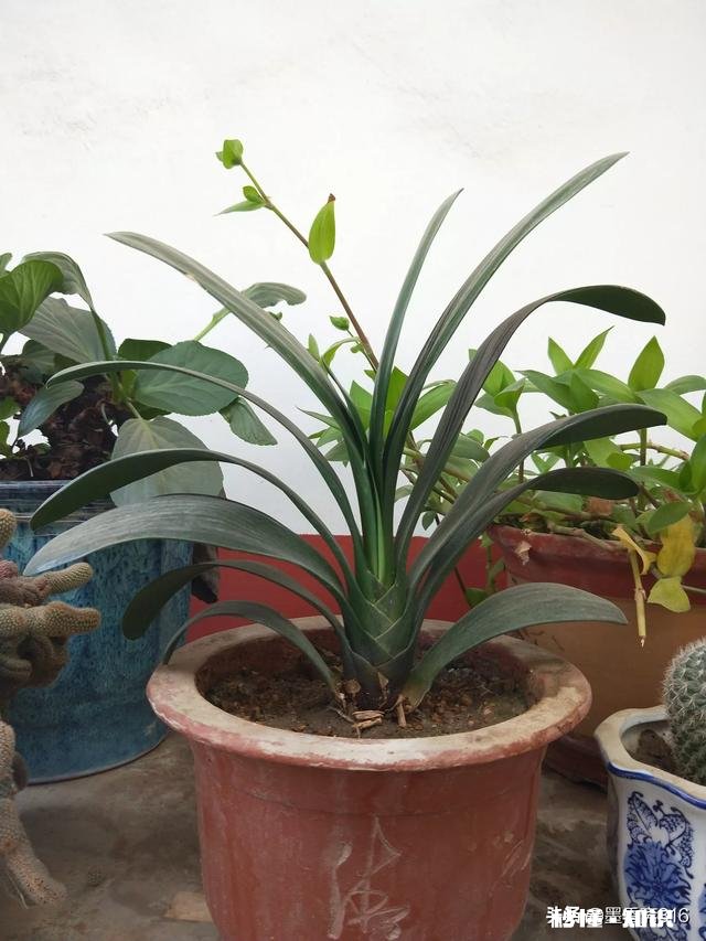 欧律诺墨的哪些品质值得我们学习