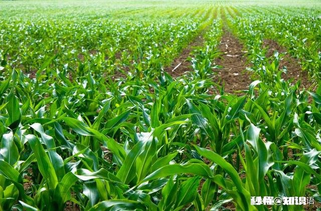 玉米底肥用什么肥料好