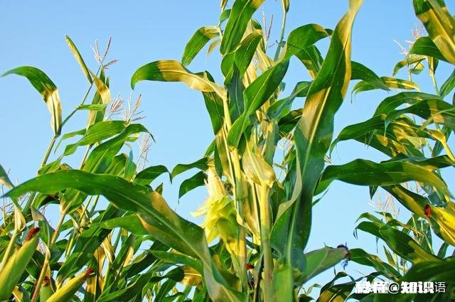 玉米底肥用什么肥料好