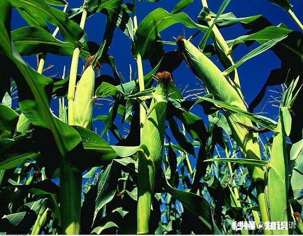 玉米底肥用什么肥料好