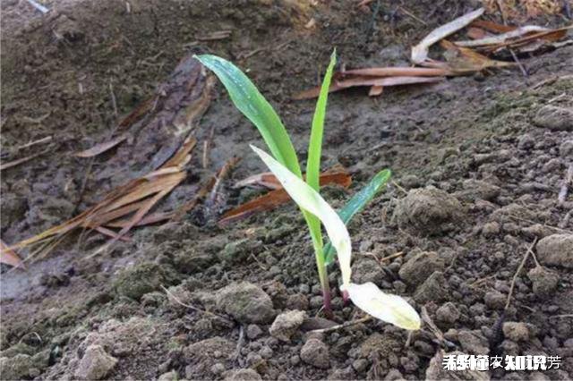 玉米底肥用什么肥料好