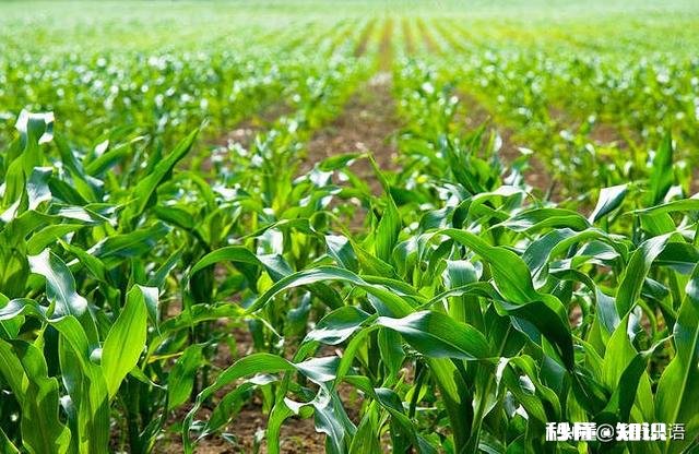 玉米底肥用什么肥料好