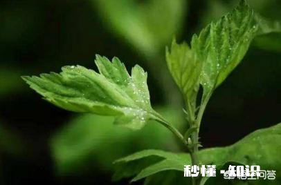 艾叶能吃吗怎么做