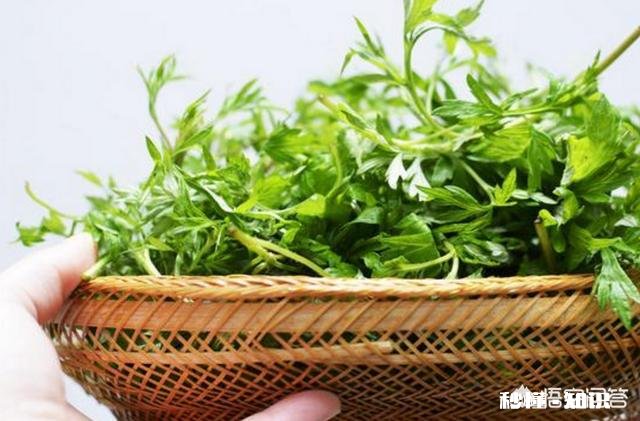 艾叶能吃吗怎么做