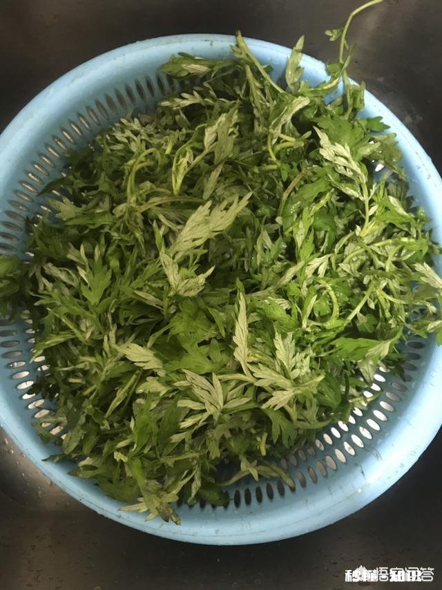 艾叶能吃吗怎么做