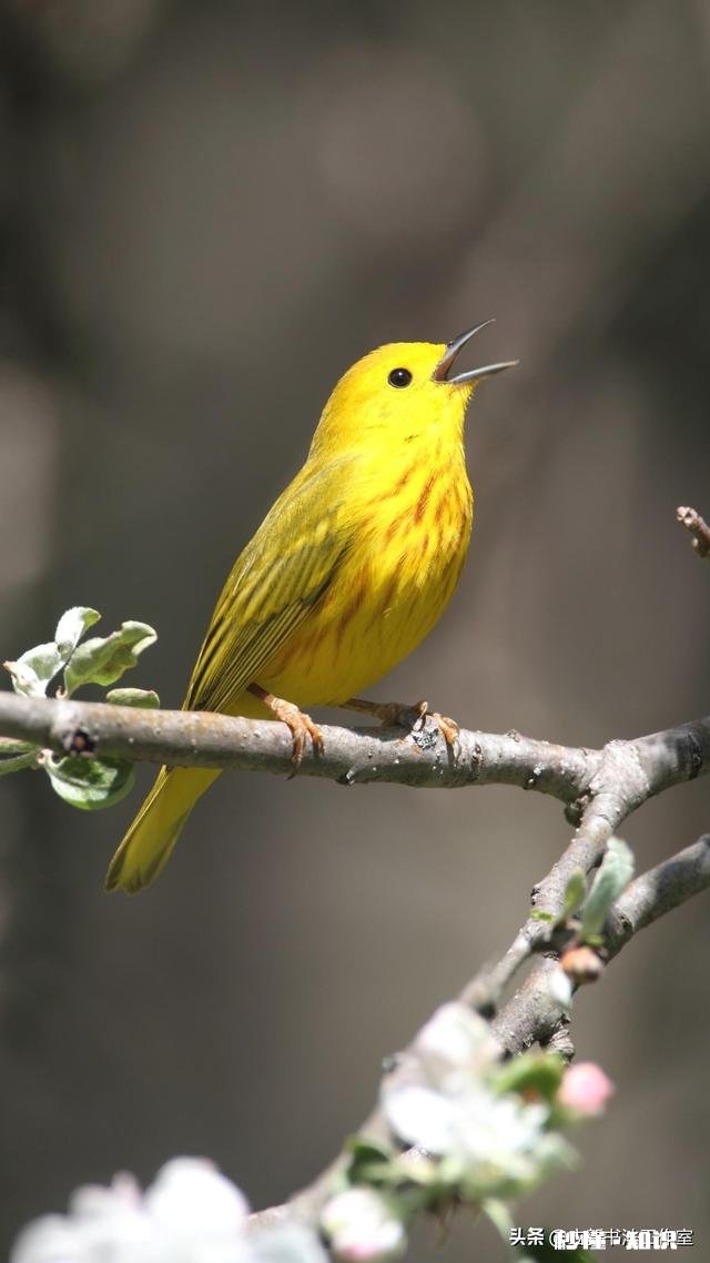 早期共济失调主要表现是什么