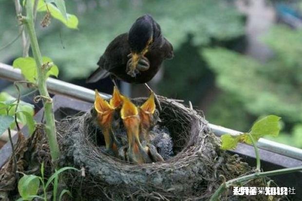 鸟妈妈死了，孩子怎么办