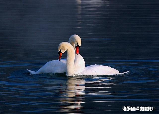鸟妈妈死了，孩子怎么办