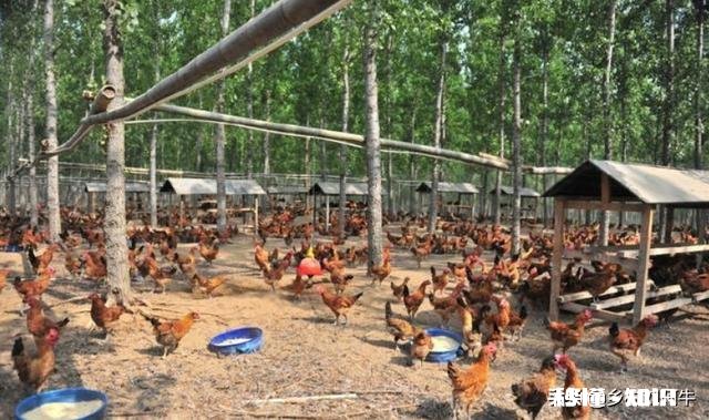 养值小鸡，销售不好怎么止损