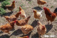 养值小鸡，销售不好怎么止损