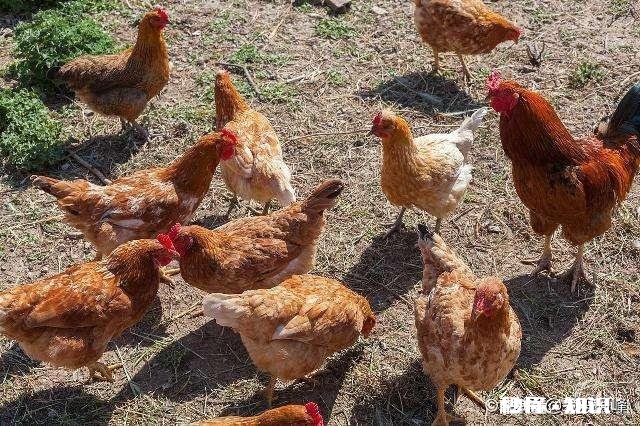 养值小鸡，销售不好怎么止损