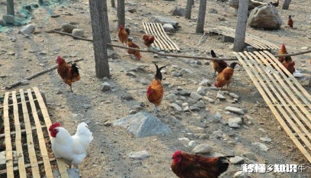 养值小鸡，销售不好怎么止损