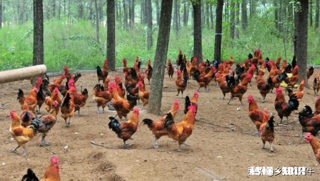 养值小鸡，销售不好怎么止损