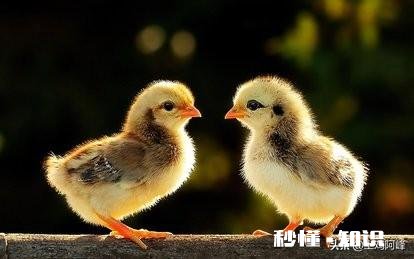 养值小鸡，销售不好怎么止损