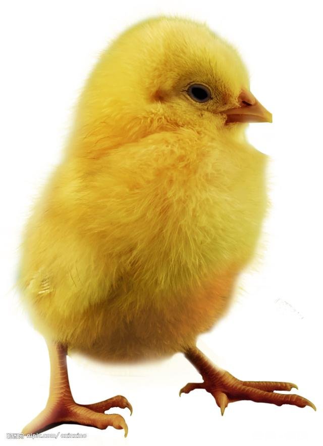 养值小鸡，销售不好怎么止损