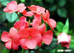 高三失恋了怎么办