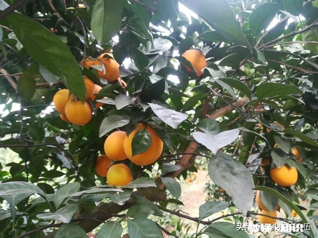 江西农村种植什么好呢