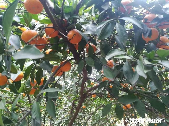 江西农村种植什么好呢