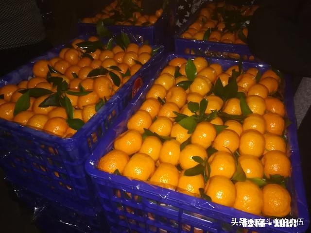 江西农村种植什么好呢