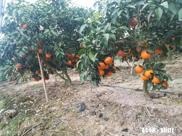 江西农村种植什么好呢