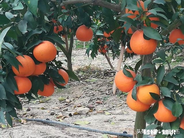 江西农村种植什么好呢