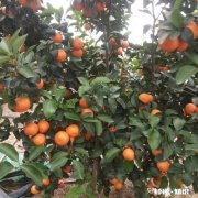 江西农村种植什么好呢