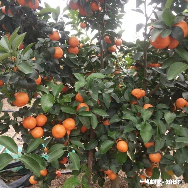 江西农村种植什么好呢