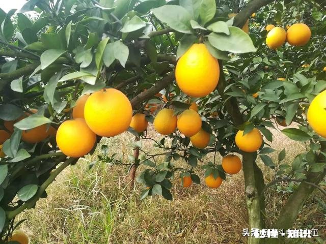 江西农村种植什么好呢