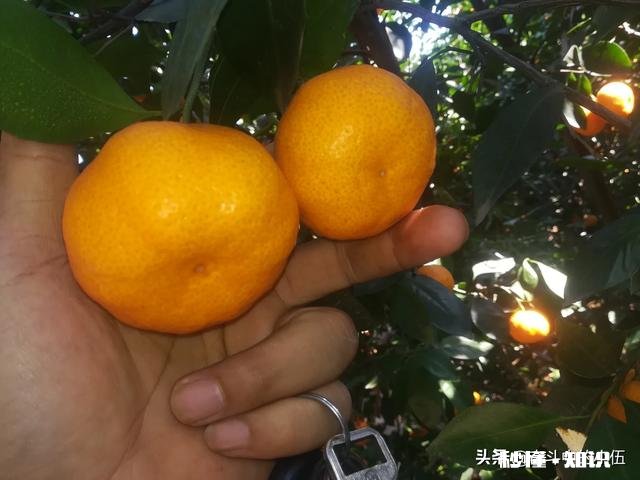 江西农村种植什么好呢