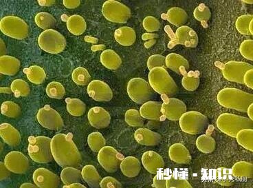 泡打粉与酵母粉能一起放吗为什么