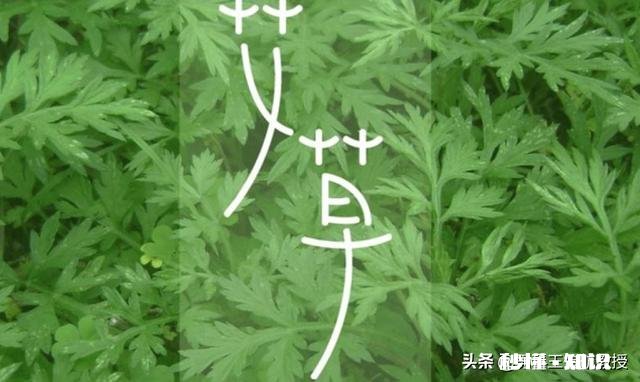 艾叶茶有什么效果