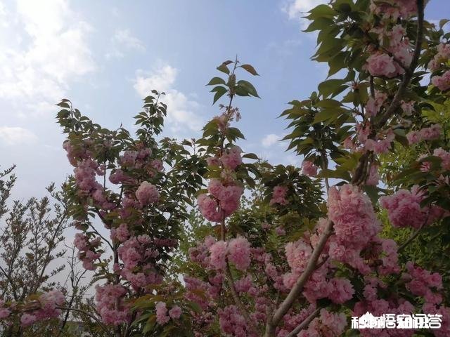 英语基础不扎实想自我提升英语水平，有什么好的快速一点的方法或者软件推荐