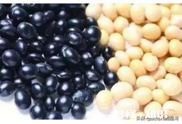 除了吃猪蹄还有哪些食物可以有效补充胶原蛋白