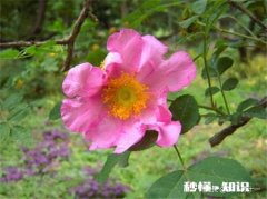 缫丝花的养殖方法