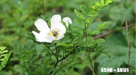 缫丝花的养殖方法