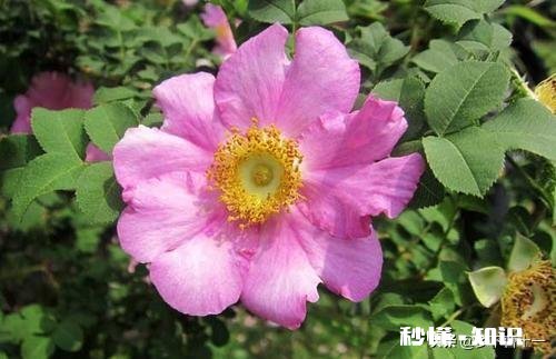 缫丝花的养殖方法