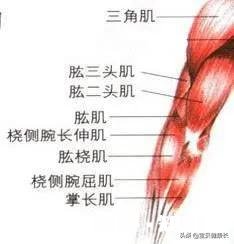 如果每天只跑步的话会增加手臂肌肉吗,会提高手臂肌肉力量吗
