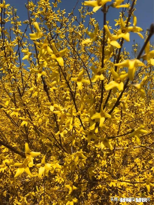 如果给你一年假期，你准备做什么