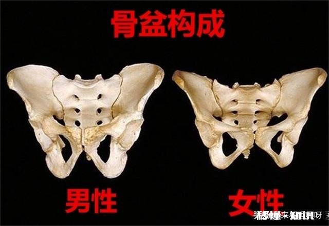 农村俗语：“臀宽腰圆，生孩子不难”，真的准吗有什么科学依据