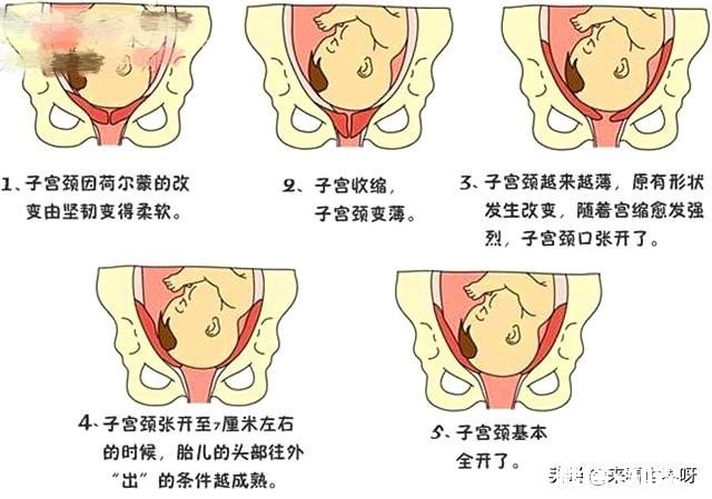 农村俗语：“臀宽腰圆，生孩子不难”，真的准吗有什么科学依据