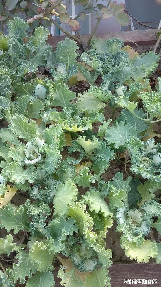 用福田150正三轮适合进藏旅游吗