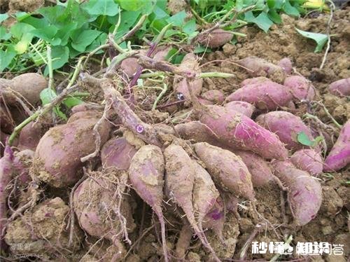 紫薯到底是不是基因改造的薯类