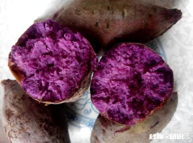 紫薯到底是不是基因改造的薯类